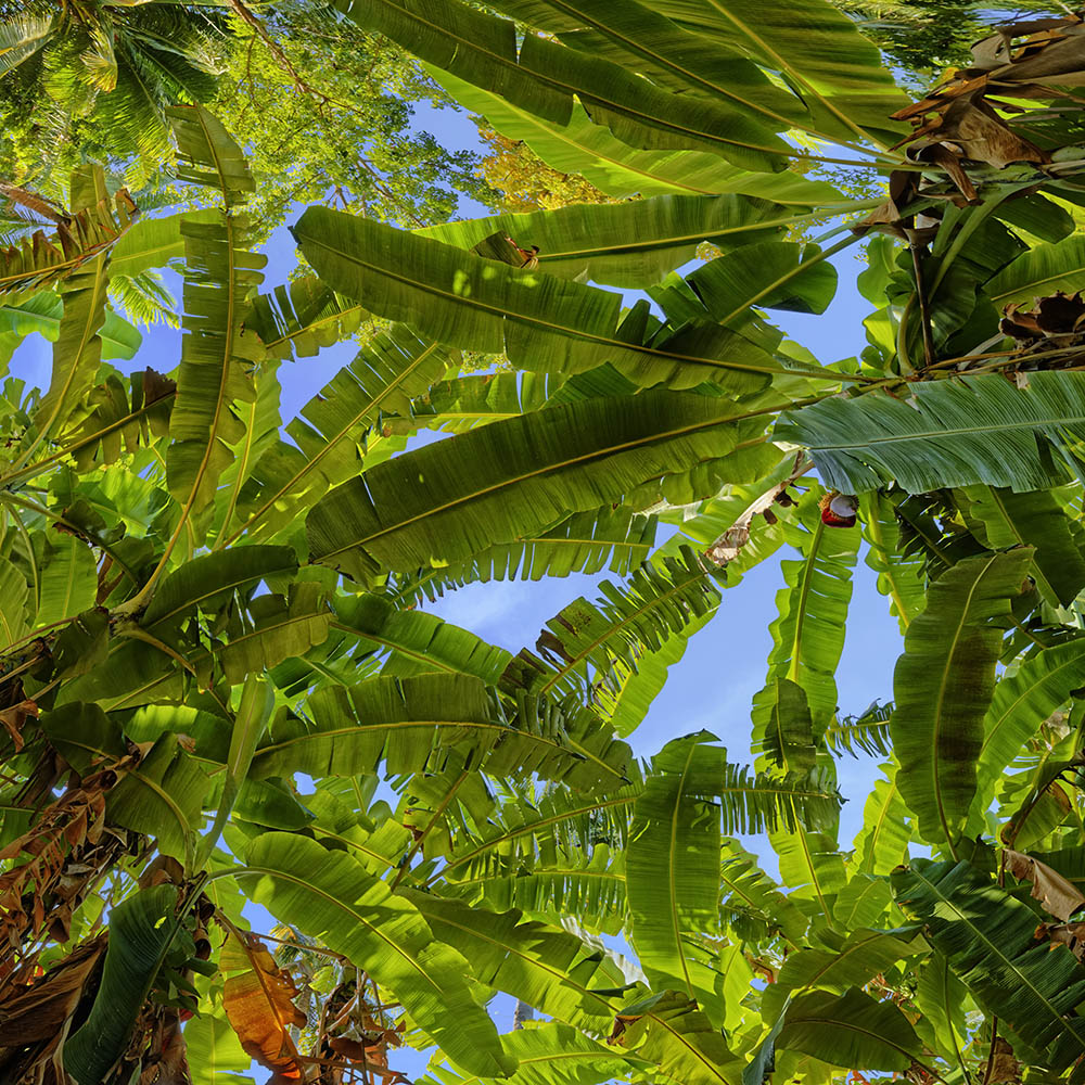 Banana trees 02   14k x 14k